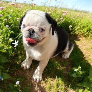 Coloured pugs